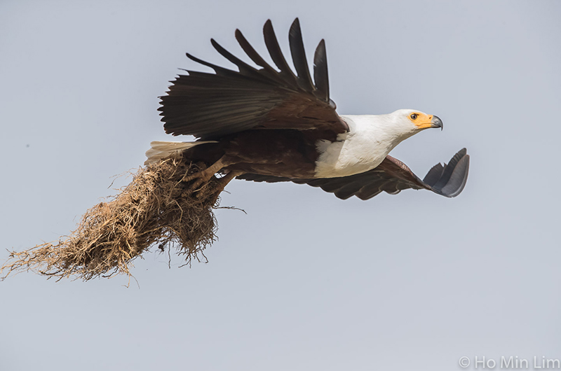 Birds-in-Ethiopia-10.jpg